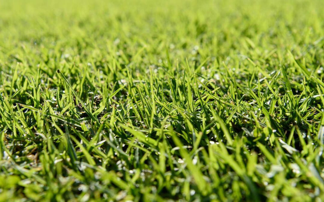 Los tipos de césped sintético más usados en pistas de pádel y sus ventajas