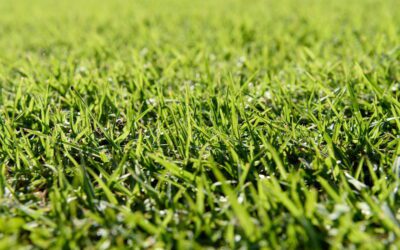 Los tipos de césped sintético más usados en pistas de pádel y sus ventajas